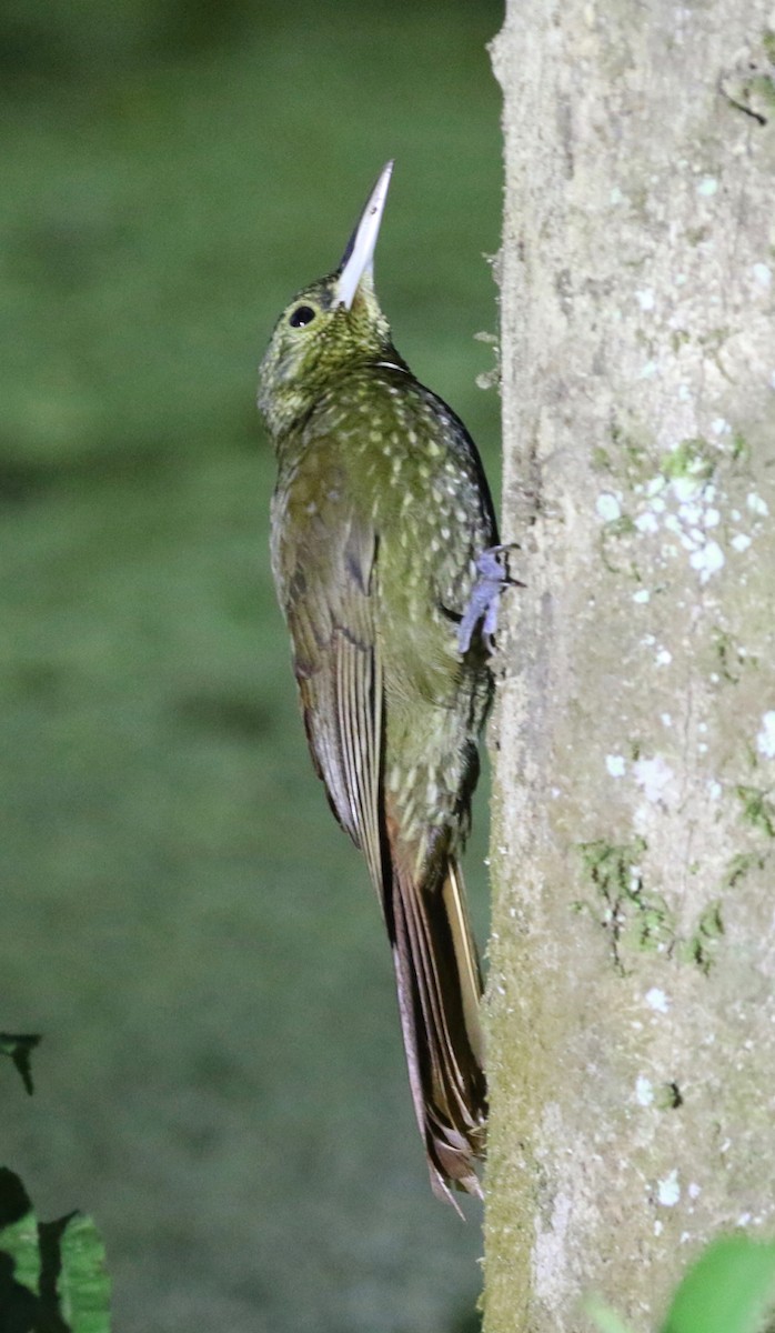 Spotted Woodcreeper - ML146775081