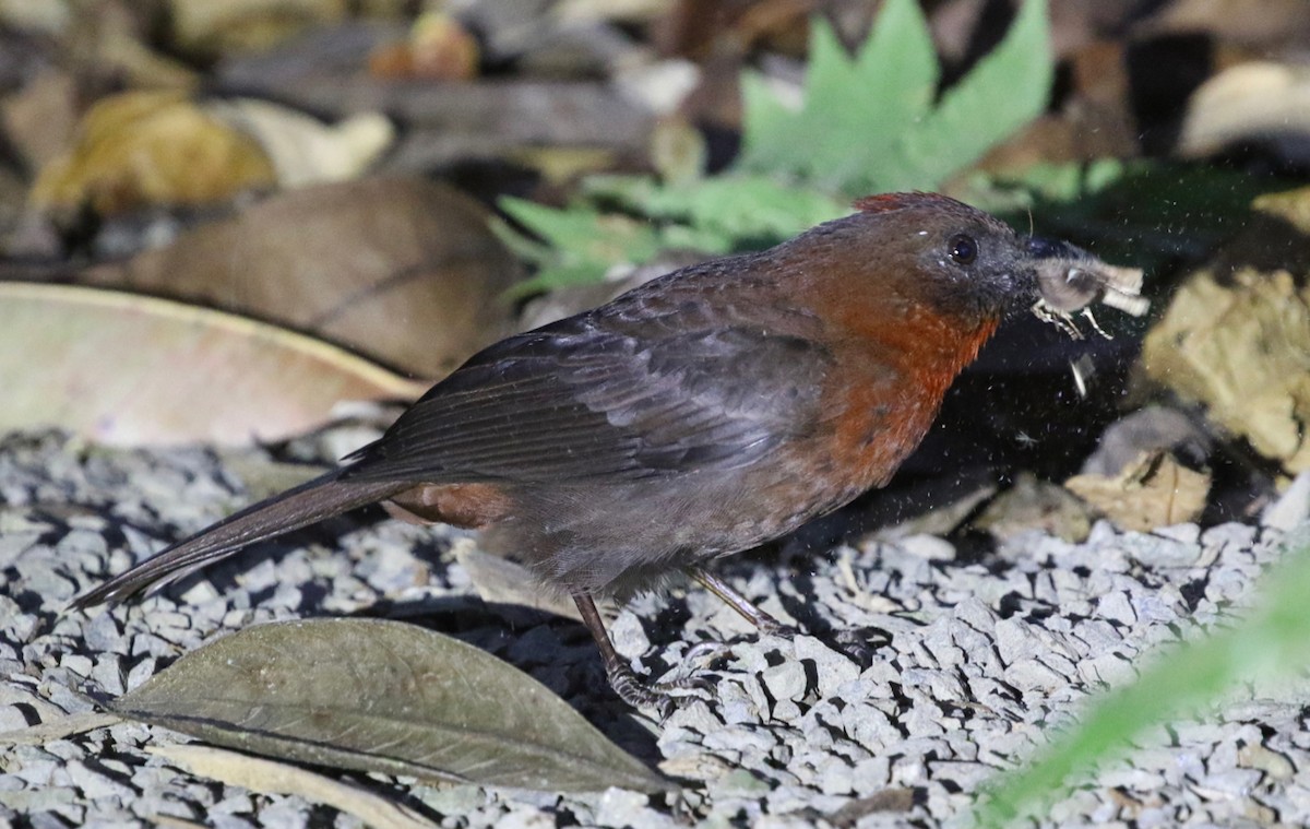 Red-throated Ant-Tanager - ML146776121