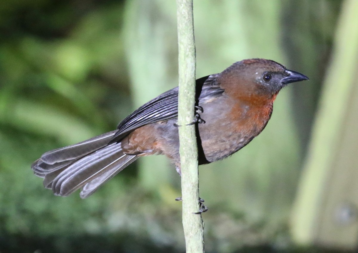 Red-throated Ant-Tanager - ML146776131
