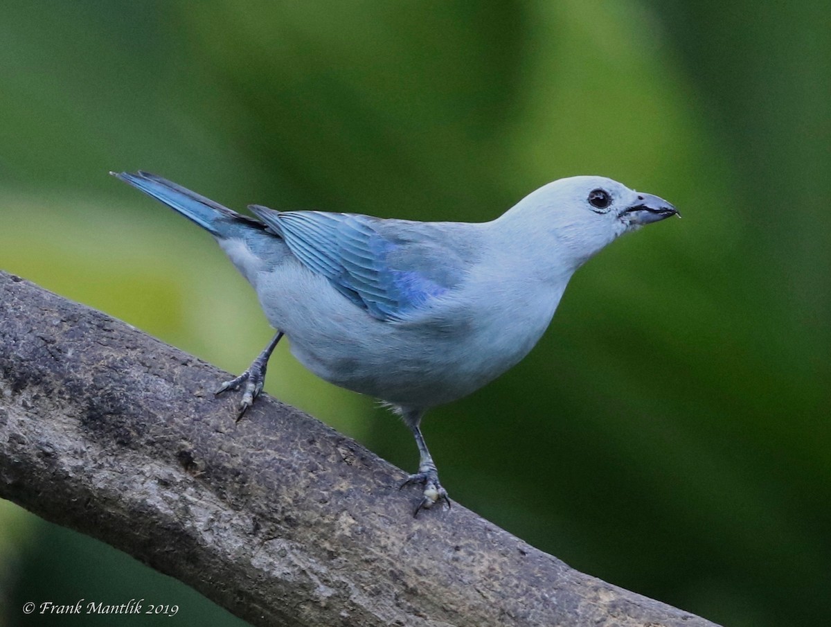 Blue-gray Tanager - ML146776391