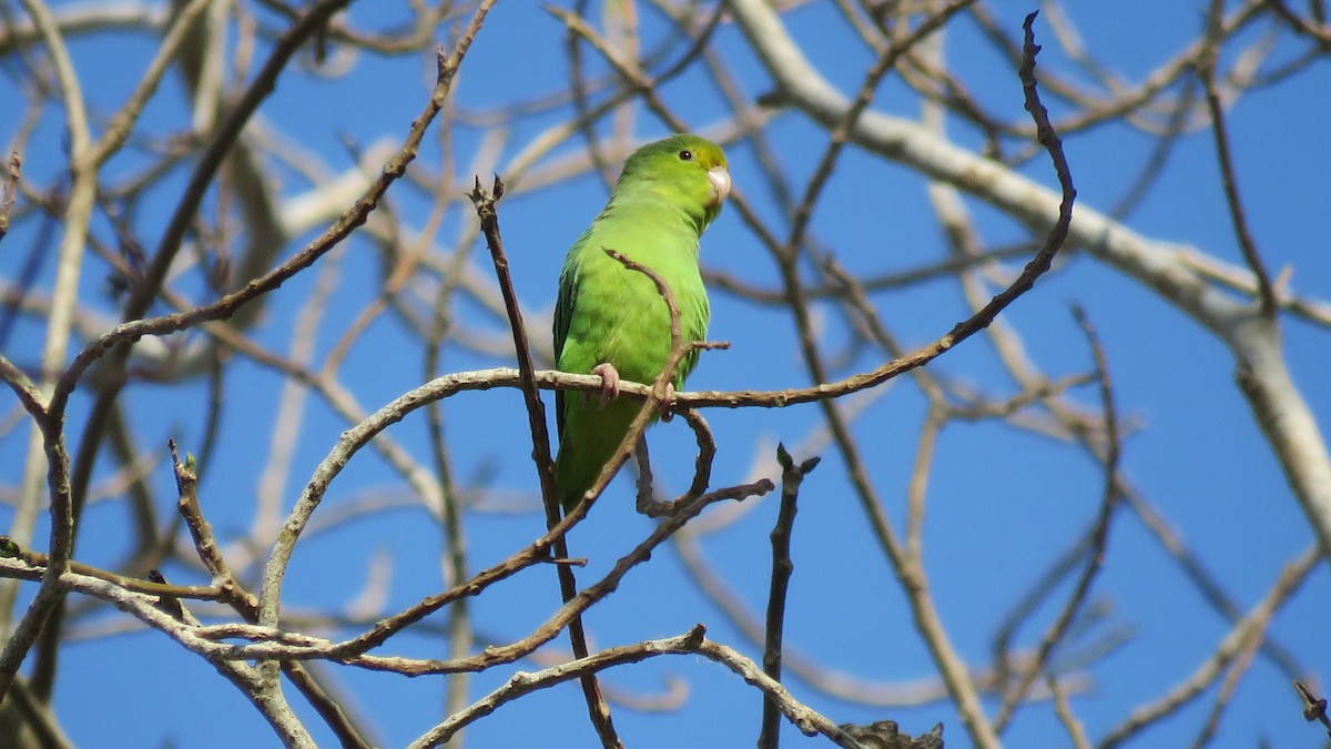 Turquoise-winged Parrotlet - ML146780301