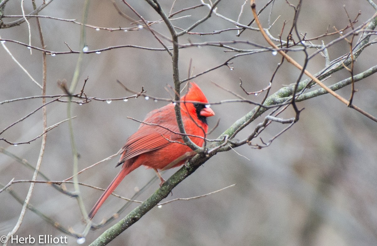 Northern Cardinal - Herb Elliott