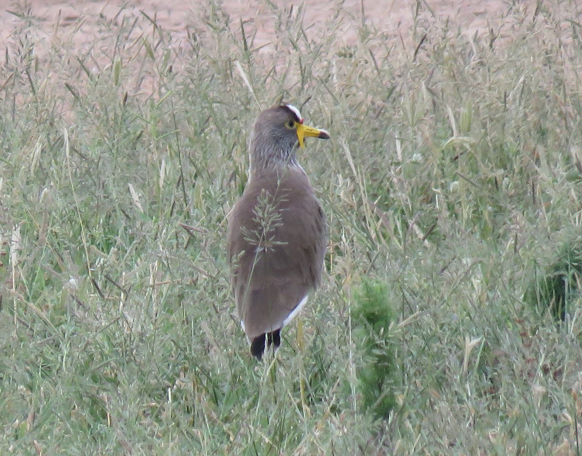 Wattled Lapwing - Becky Turley