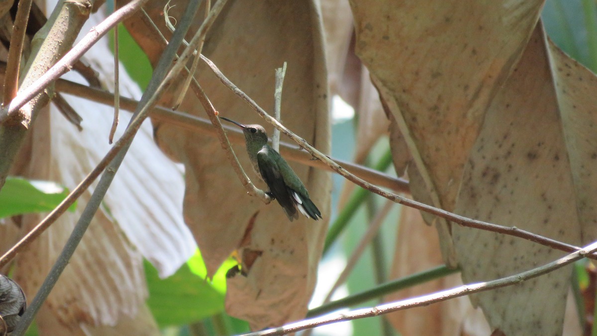 Scaly-breasted Hummingbird - ML146782711