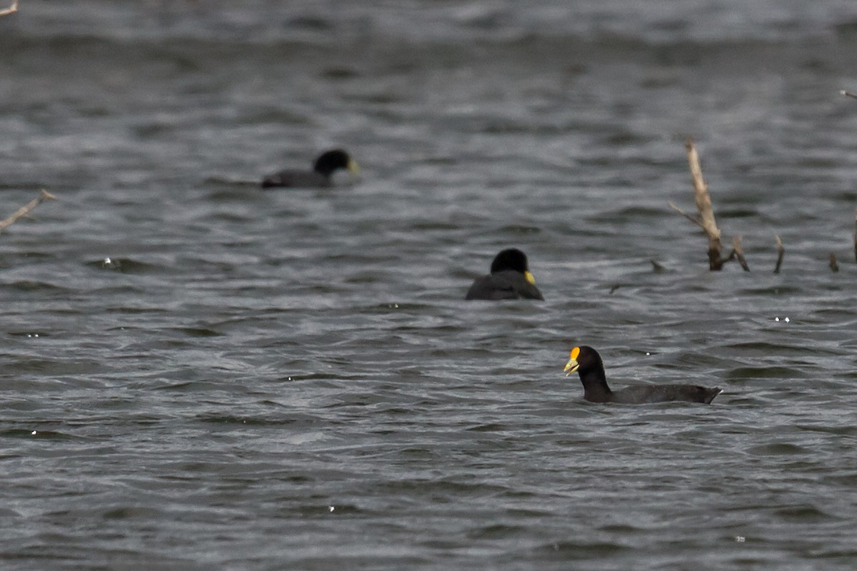 White-winged Coot - ML146782811