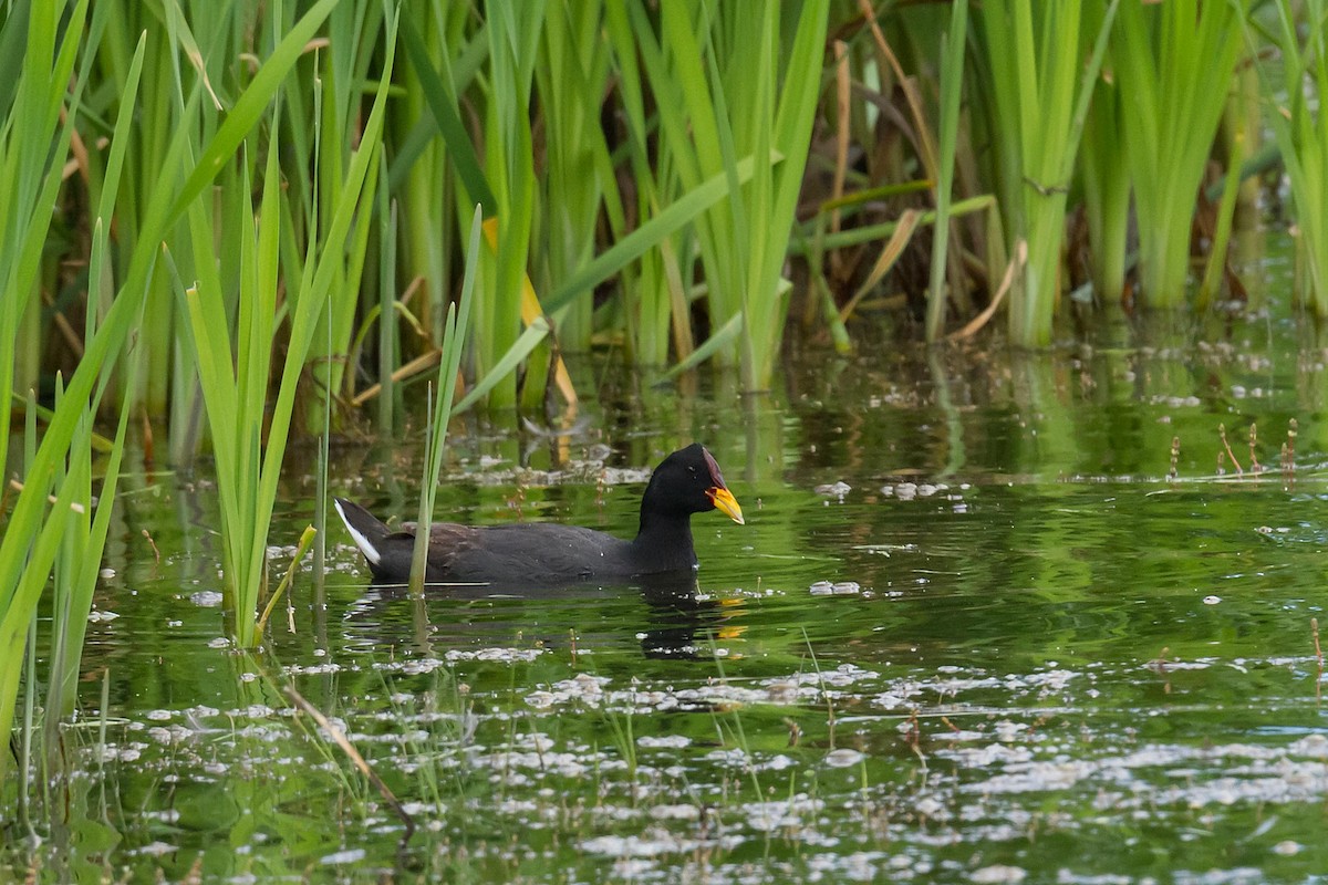 Red-fronted Coot - Patricia Alfredo