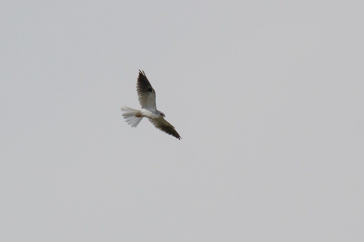 White-tailed Kite - Patricia Alfredo