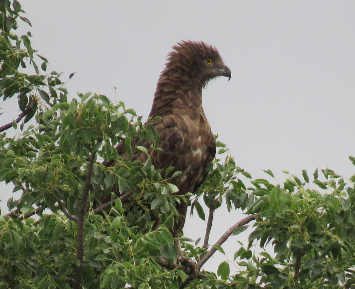 Brown Snake-Eagle - Becky Turley