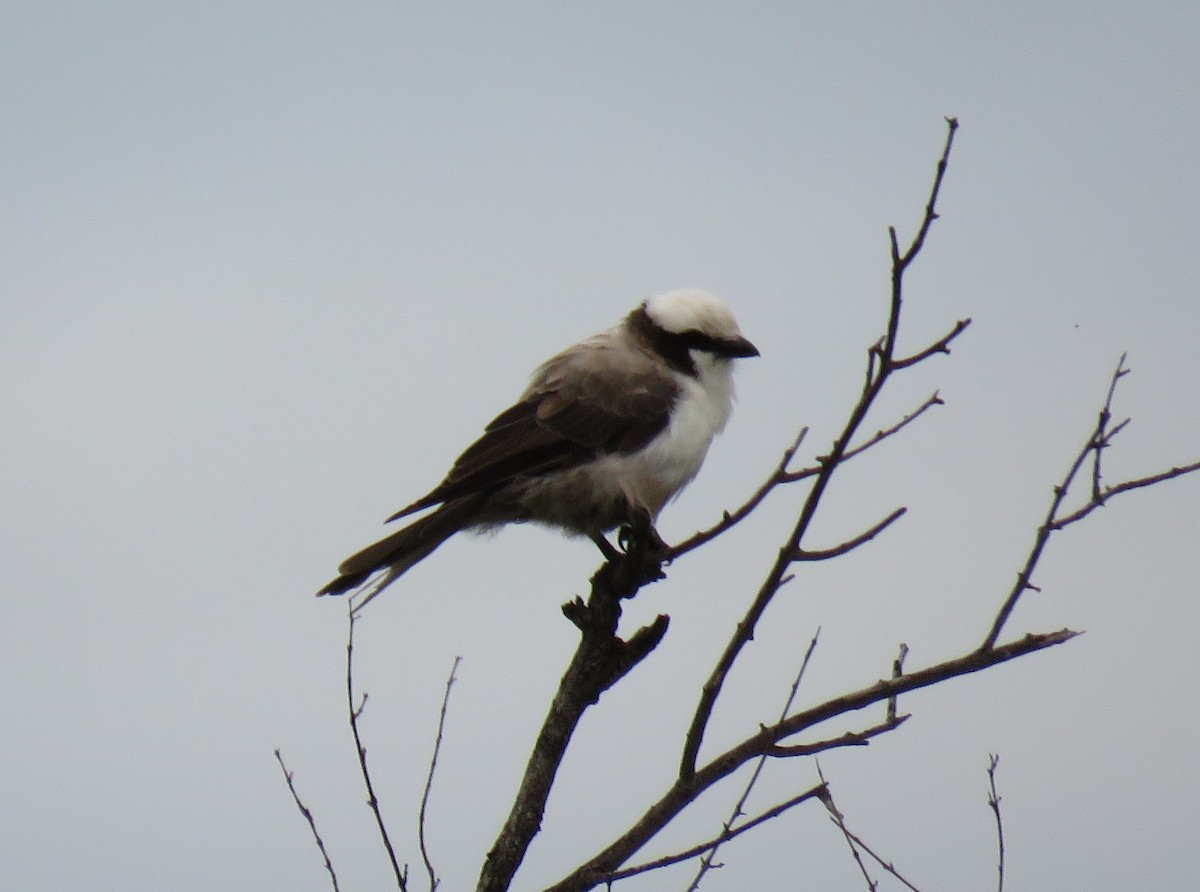White-crowned Shrike - ML146784051