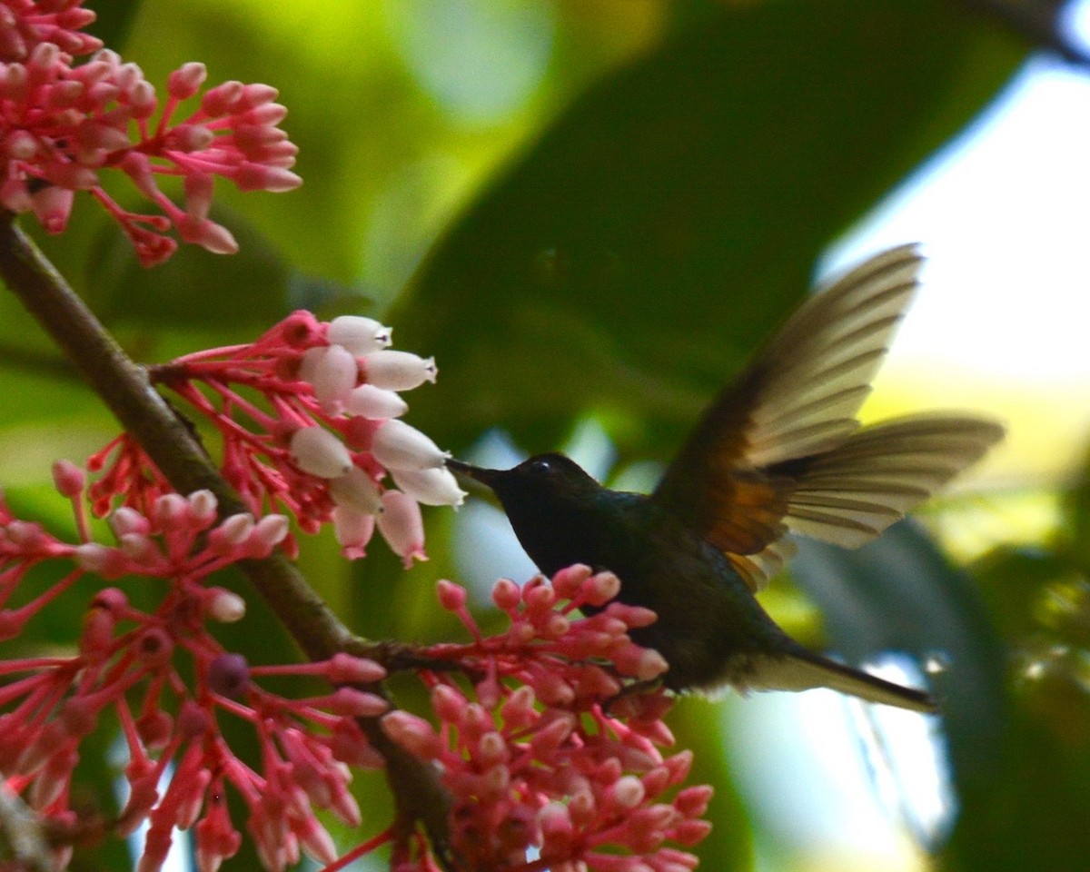 Black-bellied Hummingbird - ML146784191
