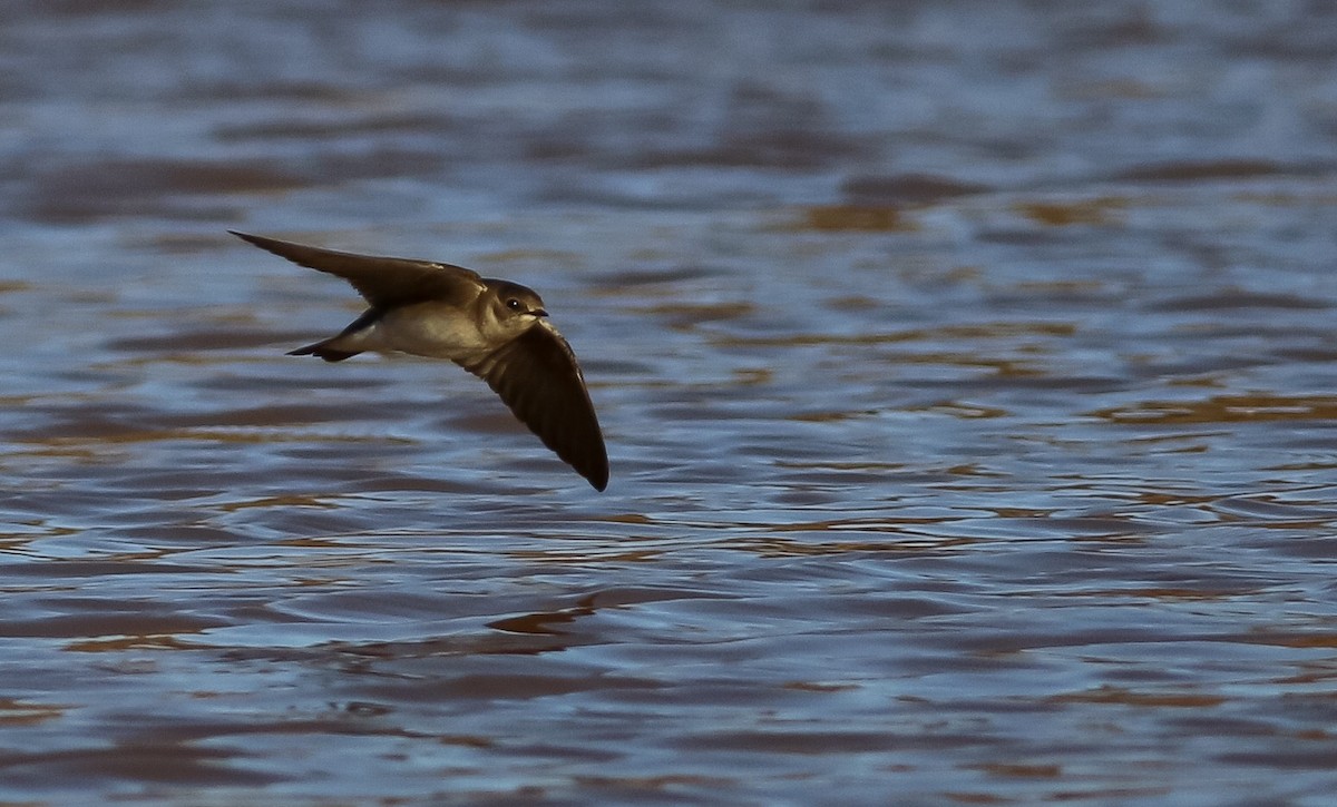 Northern Rough-winged Swallow - ML146784721