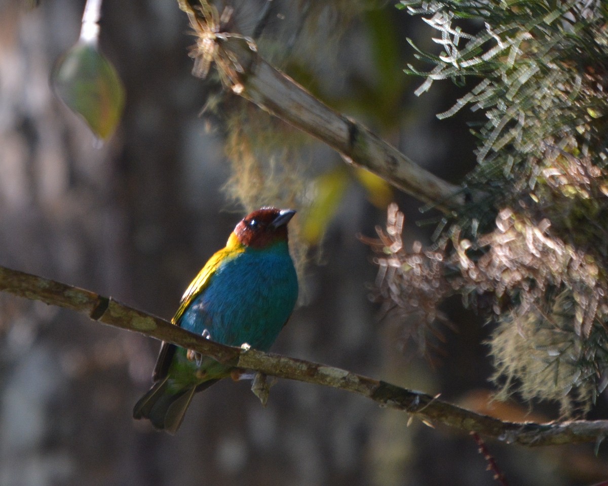 Bay-headed Tanager - ML146784751
