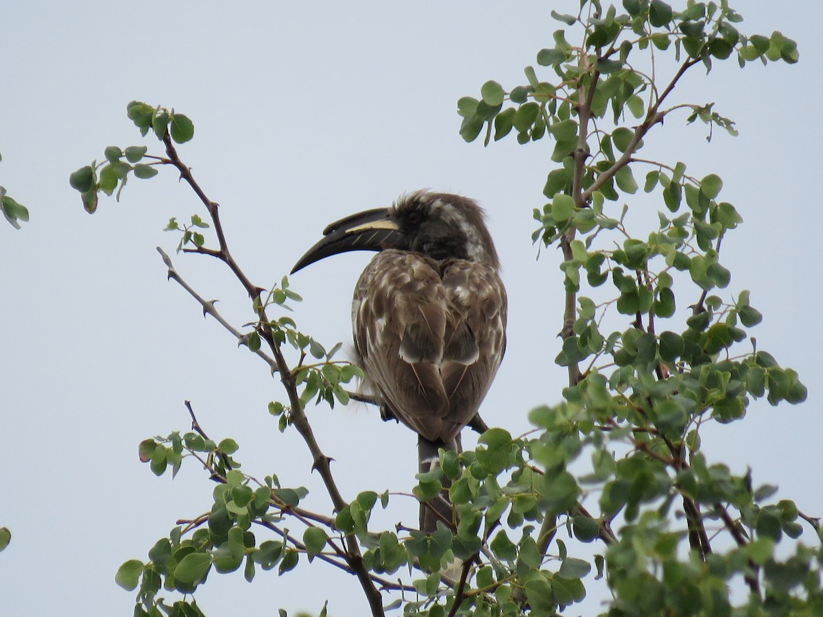 African Gray Hornbill - ML146784921
