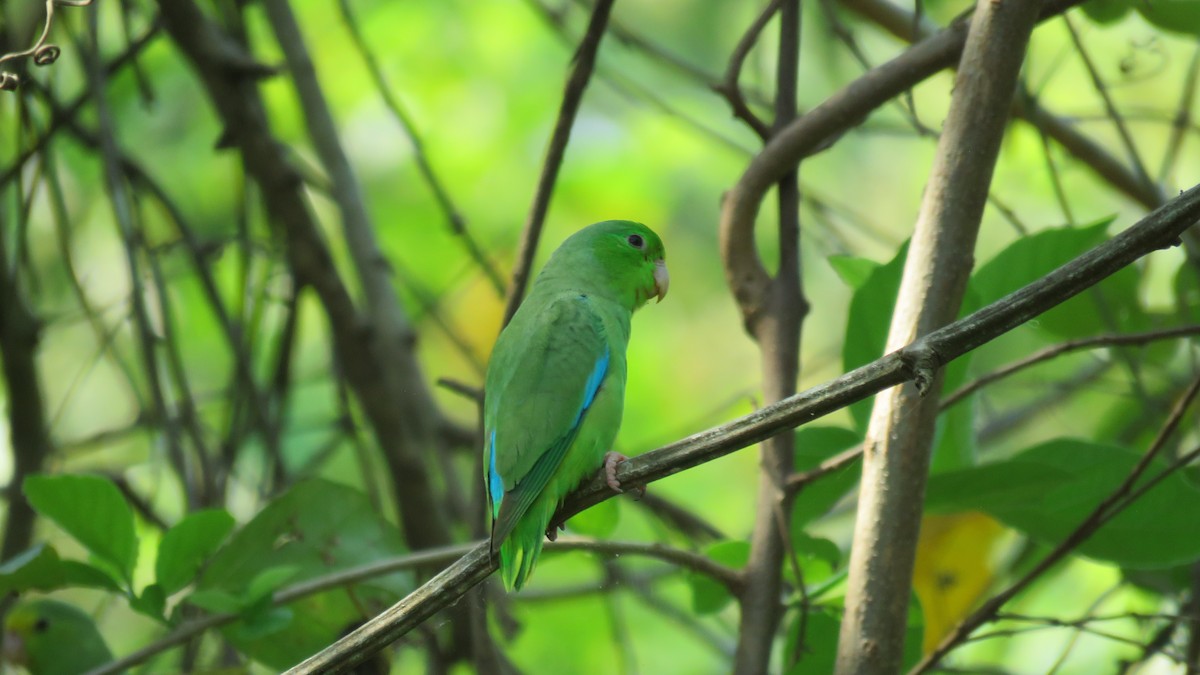 Turquoise-winged Parrotlet - ML146784971