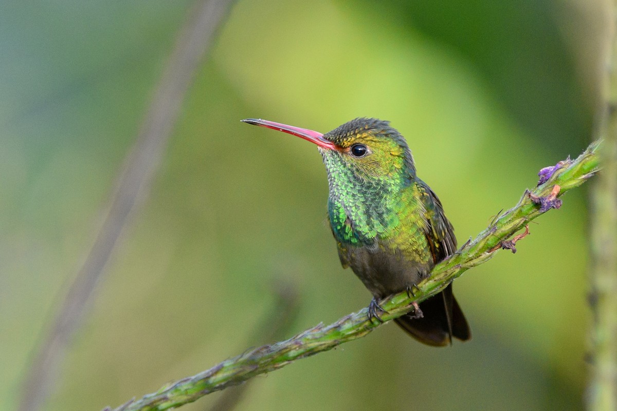 Rufous-tailed Hummingbird - Daniel Irons