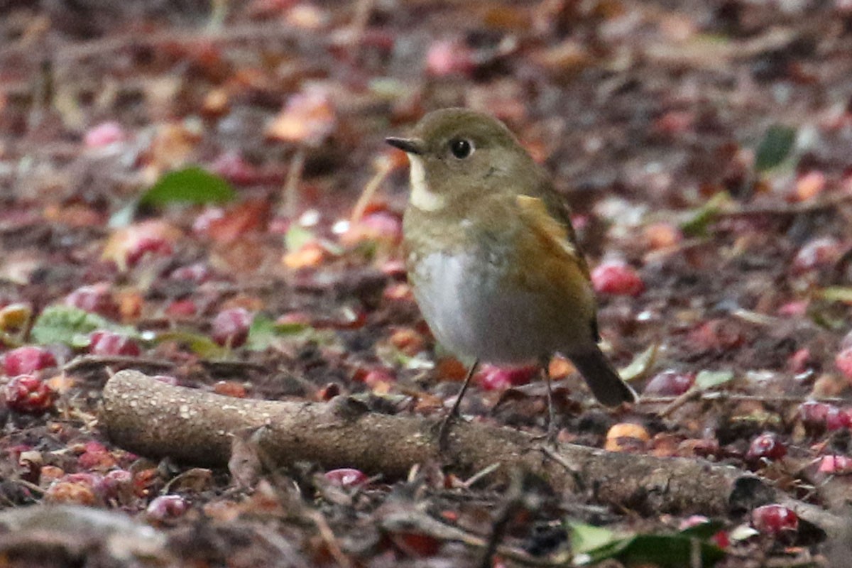 Red-flanked Bluetail - ML146787351