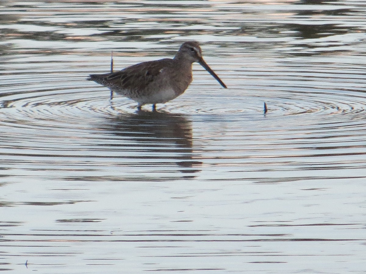 Long-billed Dowitcher - ML146787371