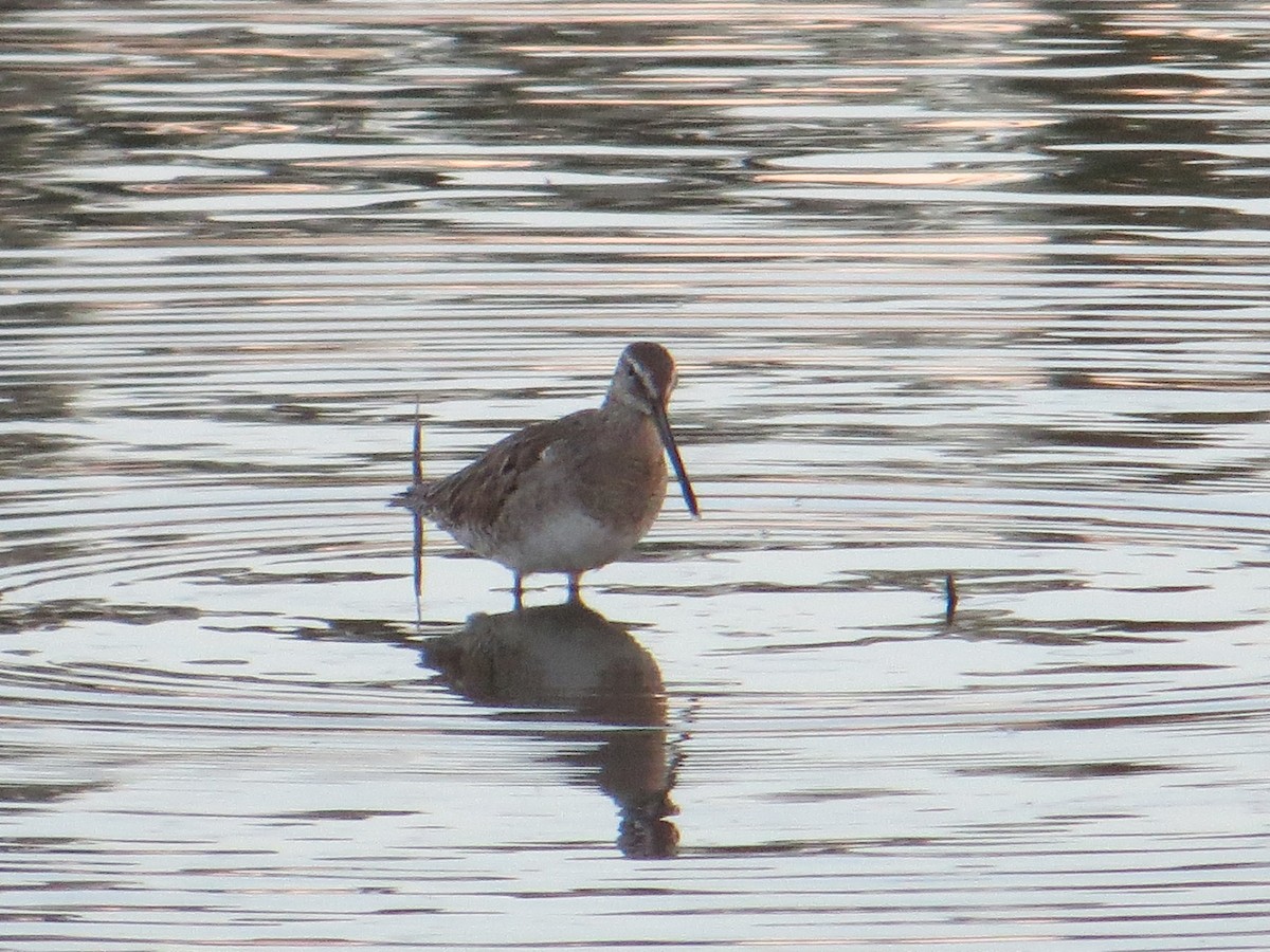 Long-billed Dowitcher - ML146787411