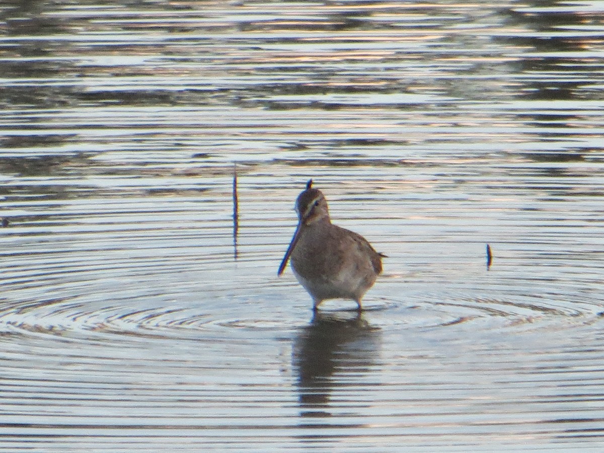 Long-billed Dowitcher - ML146787421