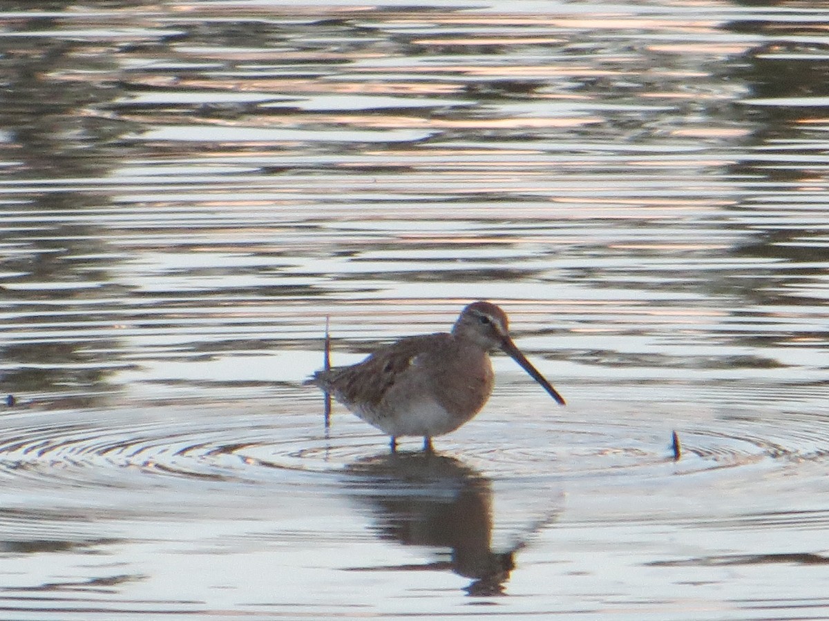 Long-billed Dowitcher - ML146787431