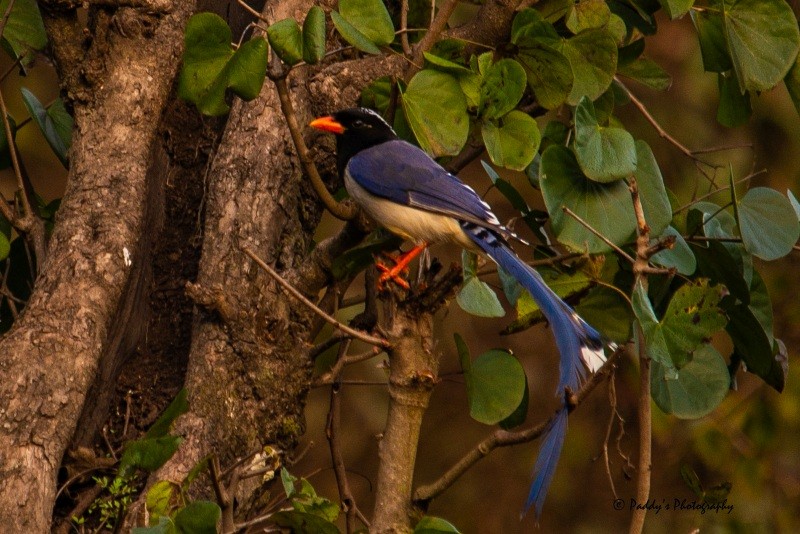 Red-billed Blue-Magpie - Padmanav Kundu