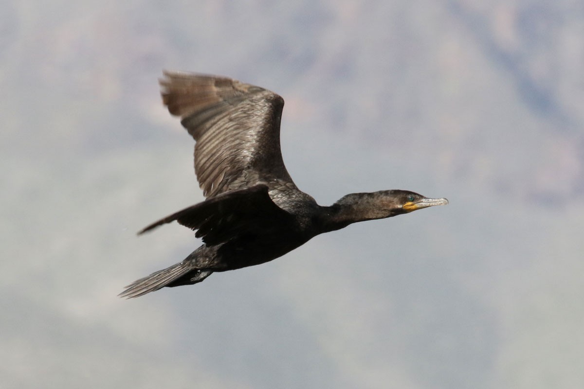 Neotropic Cormorant - Noah Strycker