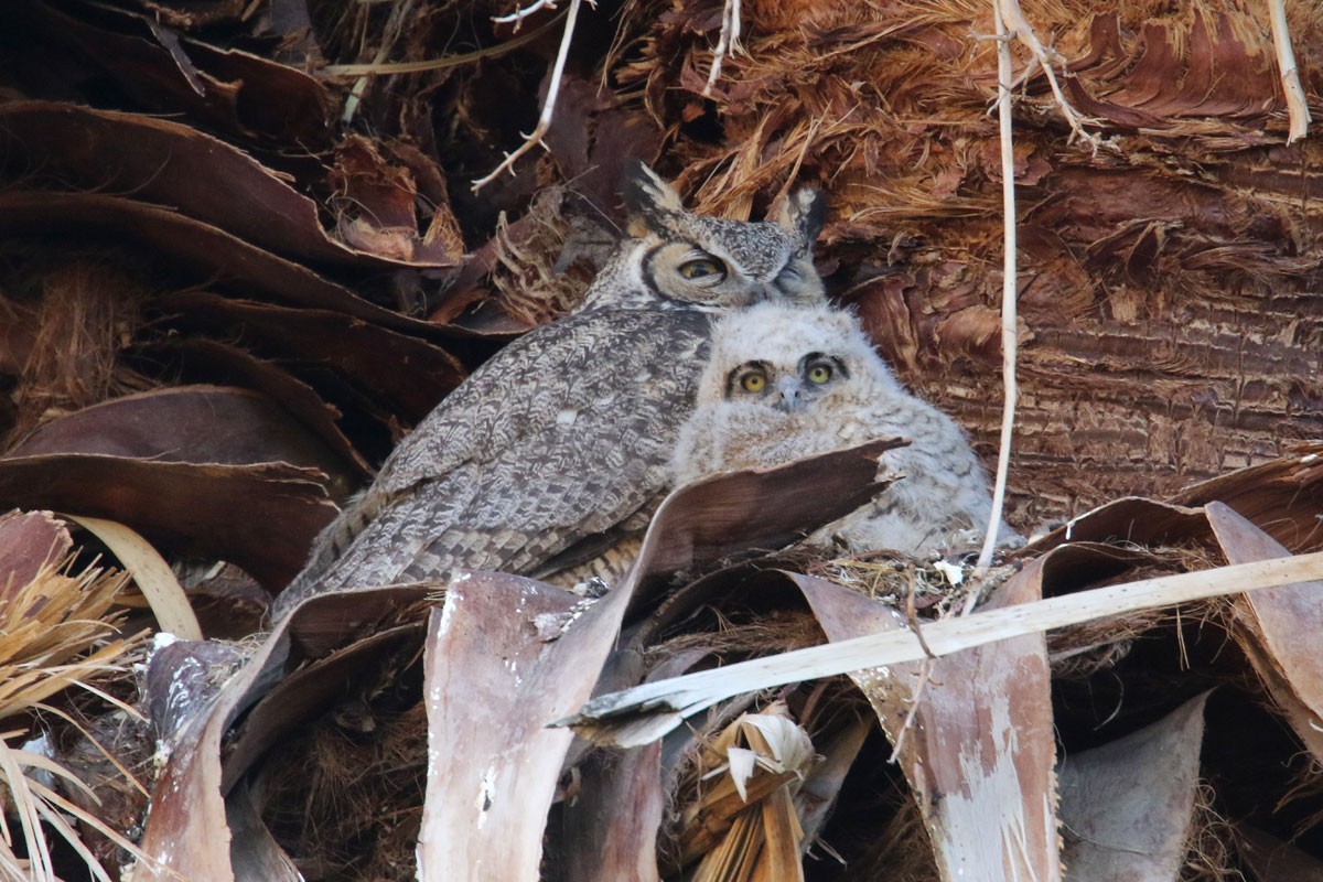 Great Horned Owl - Noah Strycker