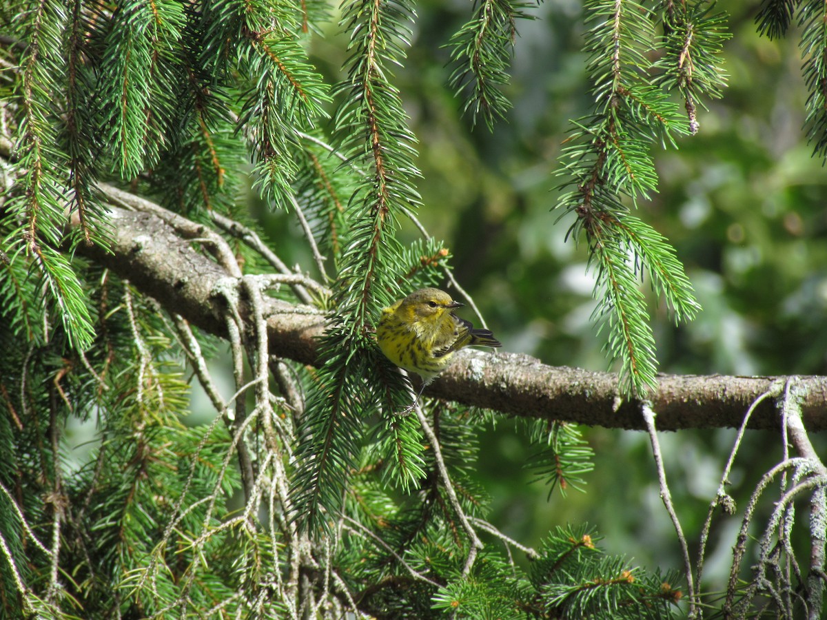 Cape May Warbler - Jessica Mottor