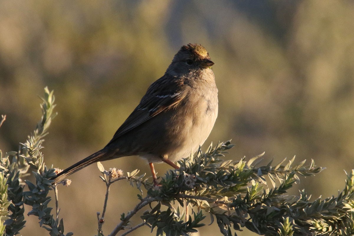 Golden-crowned Sparrow - Noah Strycker