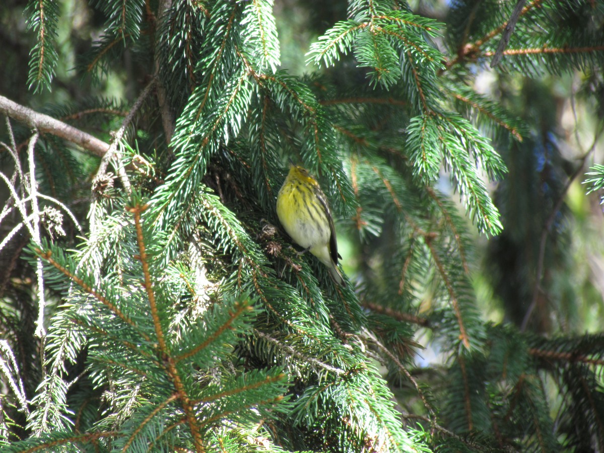 Cape May Warbler - Jessica Mottor