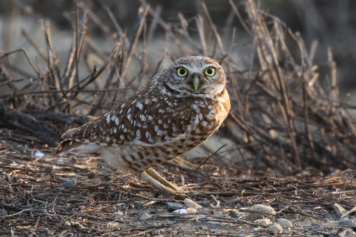 Burrowing Owl - Noah Strycker