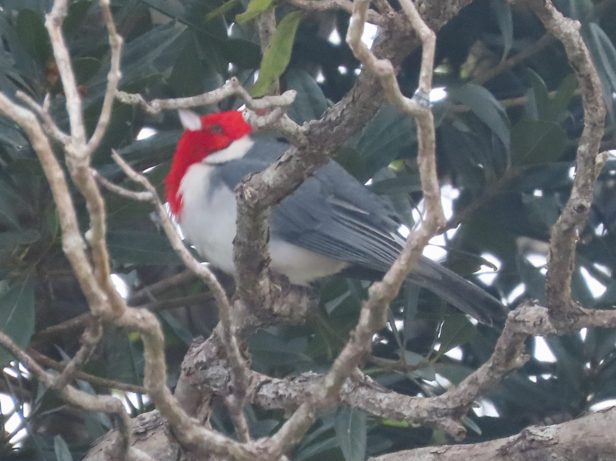 Red-crested Cardinal - Barry Langdon-Lassagne
