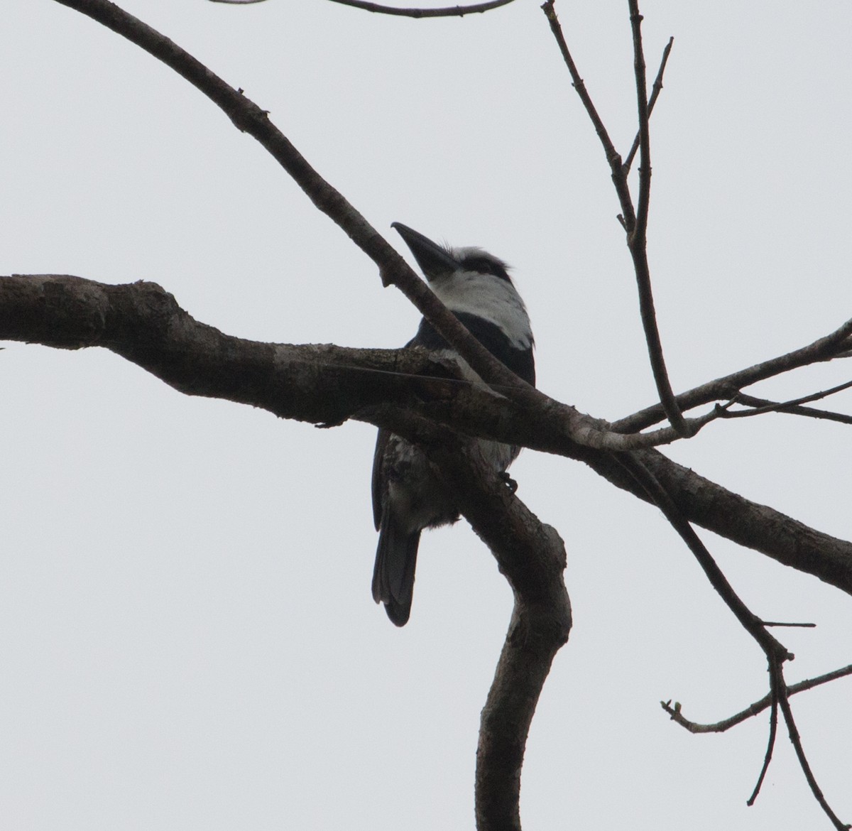 White-necked Puffbird - ML146791591