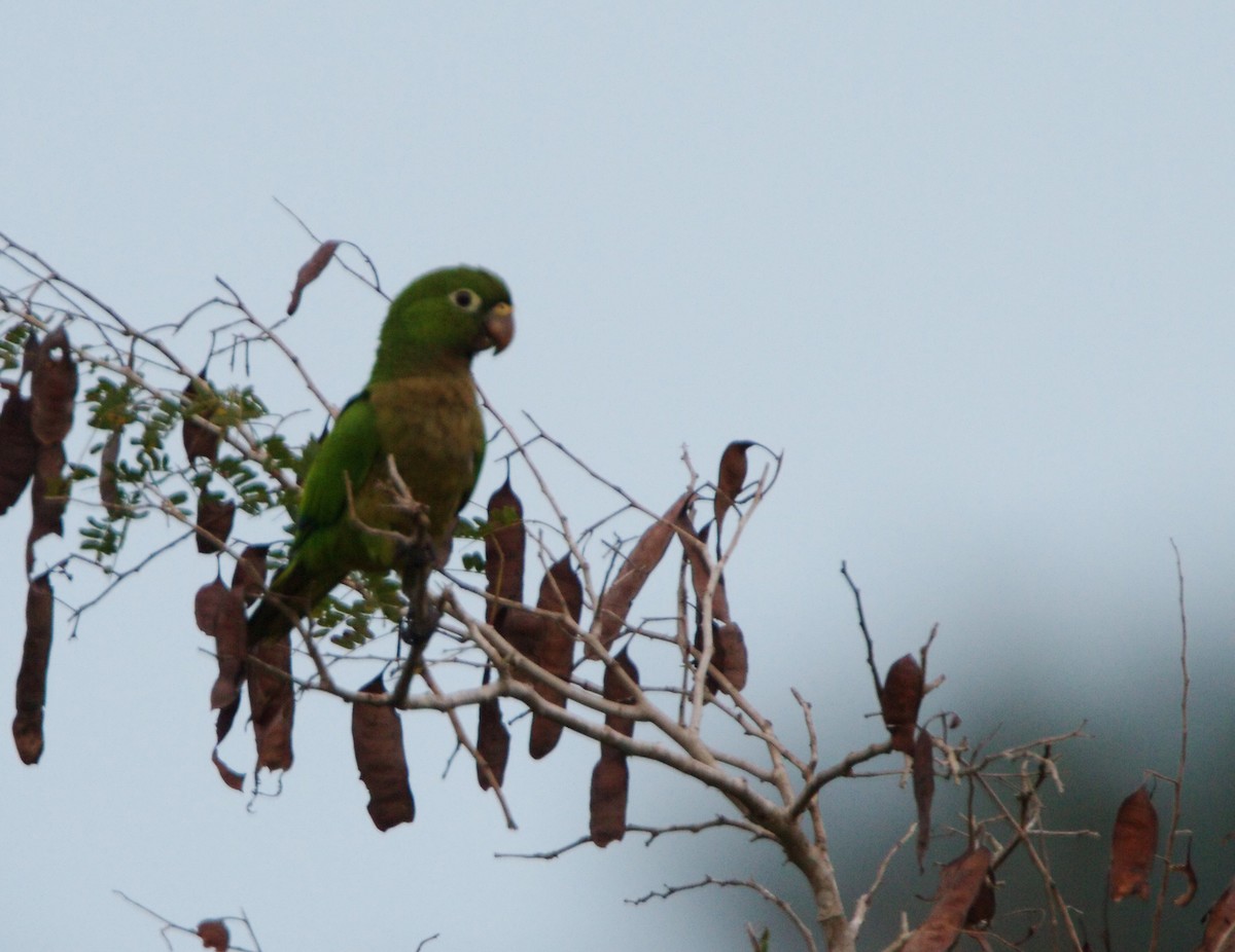 Olive-throated Parakeet (Aztec) - Gina Sheridan