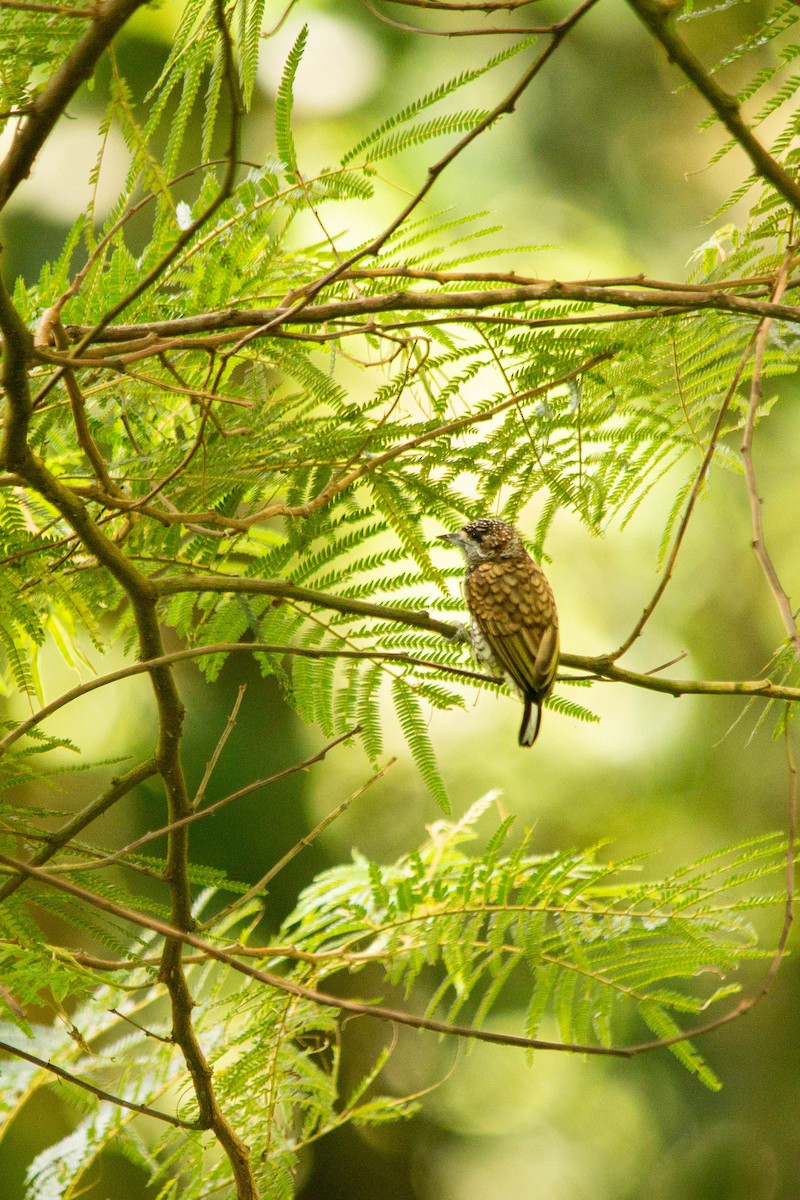 Scaled Piculet - ML146795121