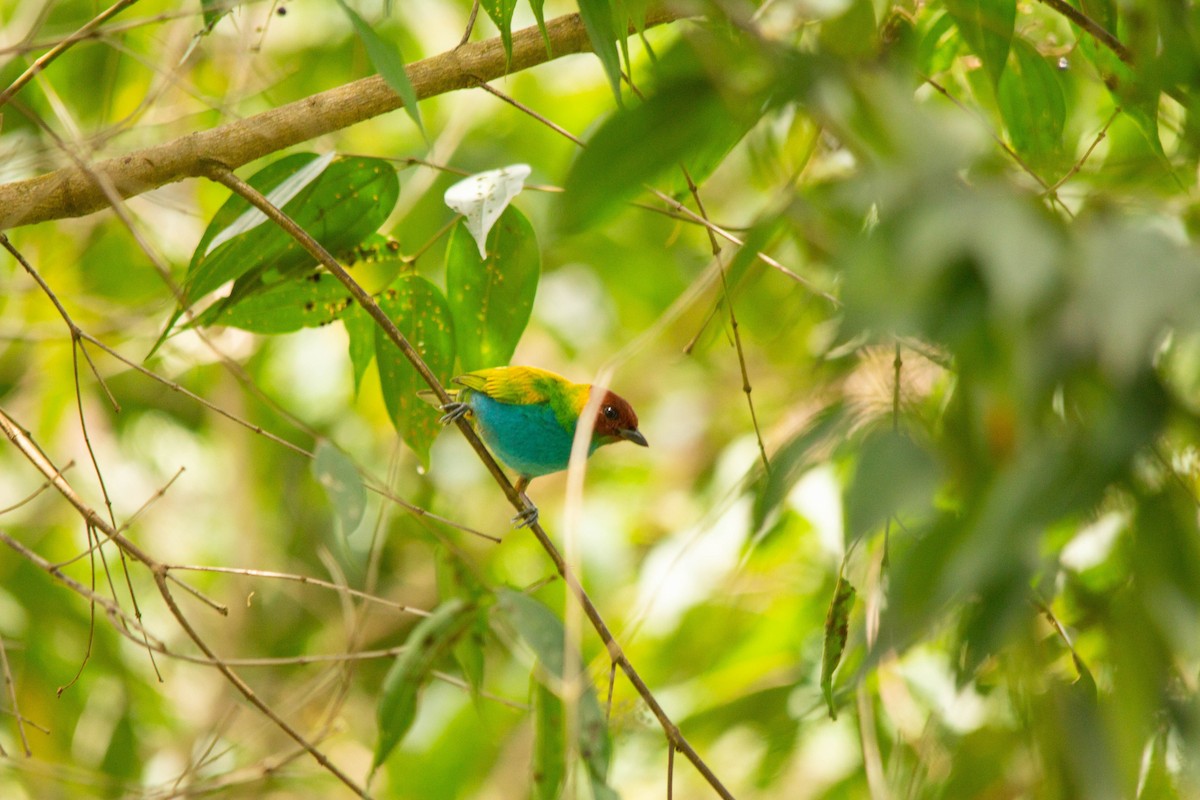 Bay-headed Tanager - ML146795211