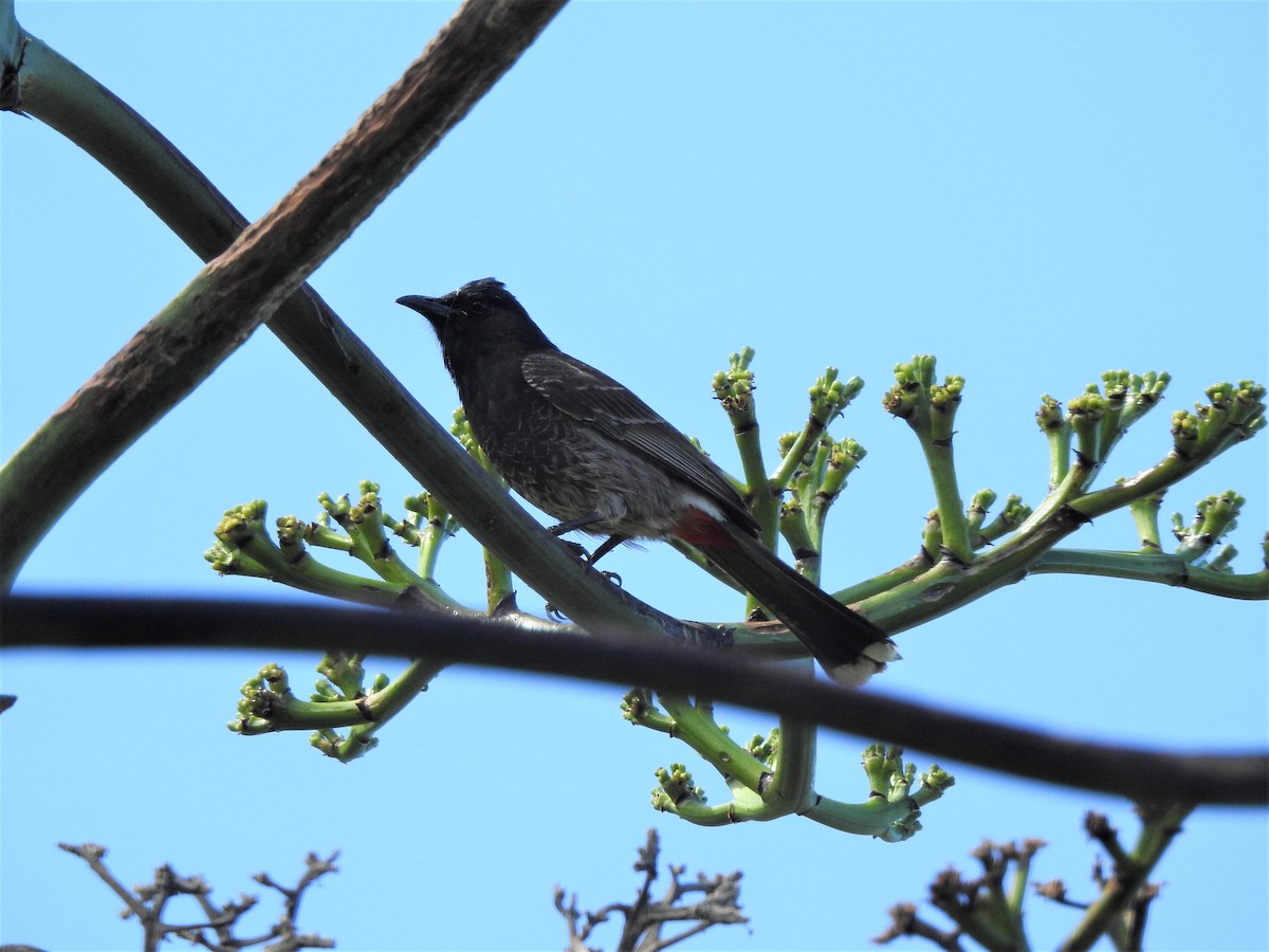 Red-vented Bulbul - ML146795501