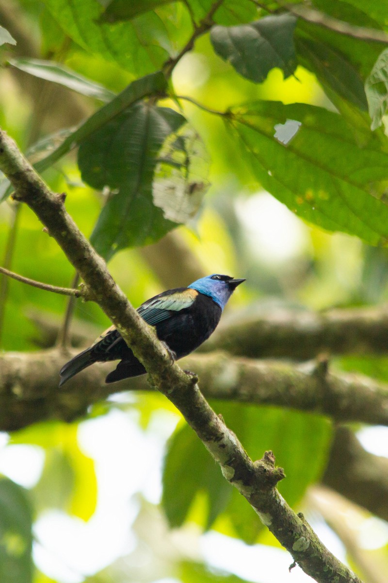 Blue-necked Tanager - ML146795521