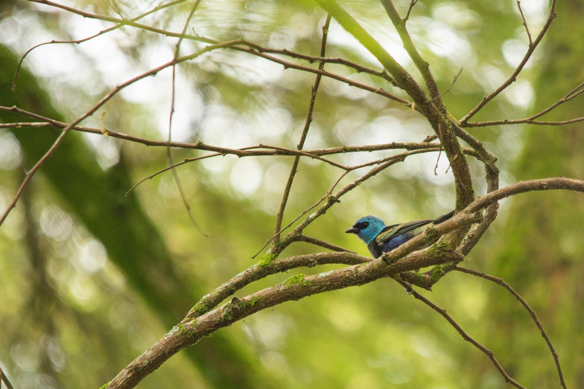 Blue-necked Tanager - ML146795531
