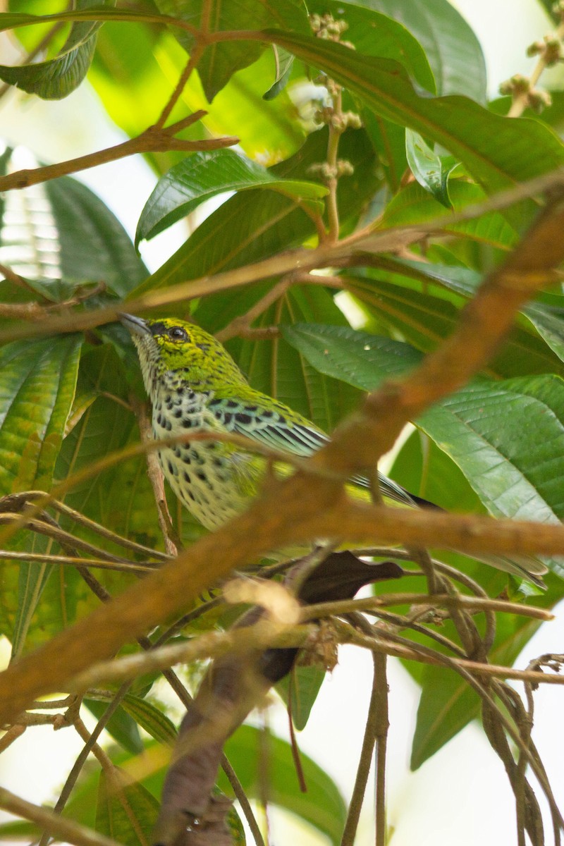 Speckled Tanager - ML146795871