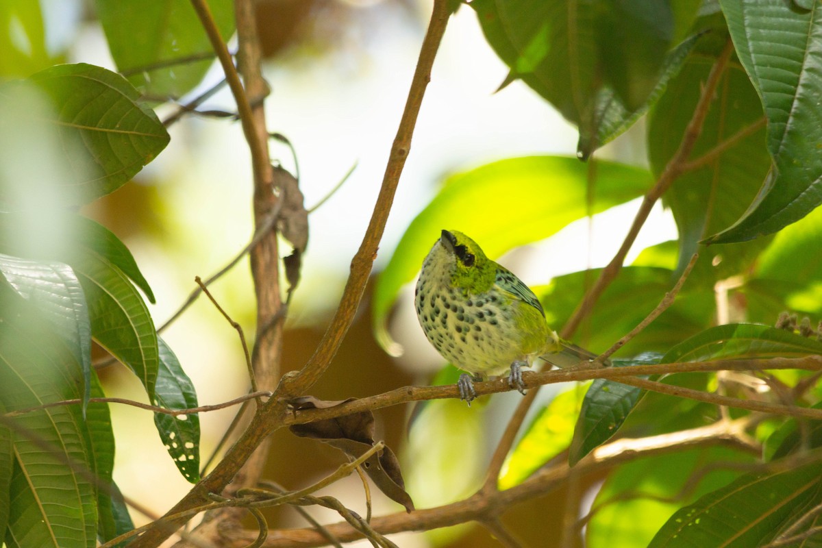 Speckled Tanager - ML146795911
