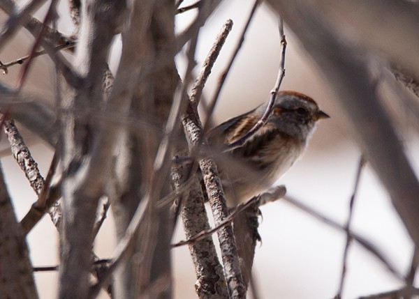 American Tree Sparrow - Lori Widmann