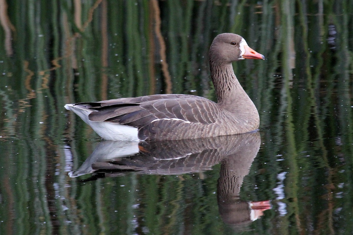 Greater White-fronted Goose - Don Sterba