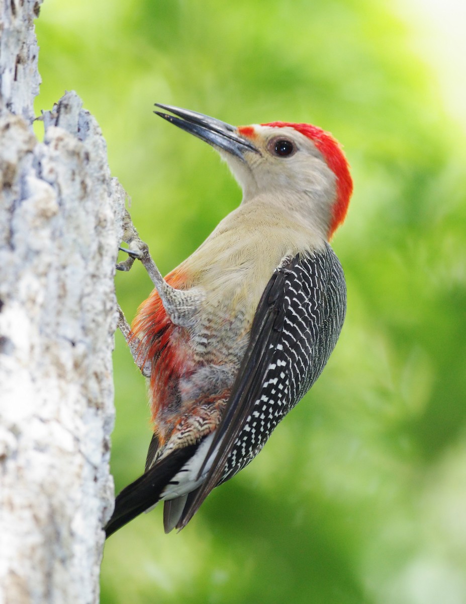 Golden-fronted Woodpecker - Gina Sheridan