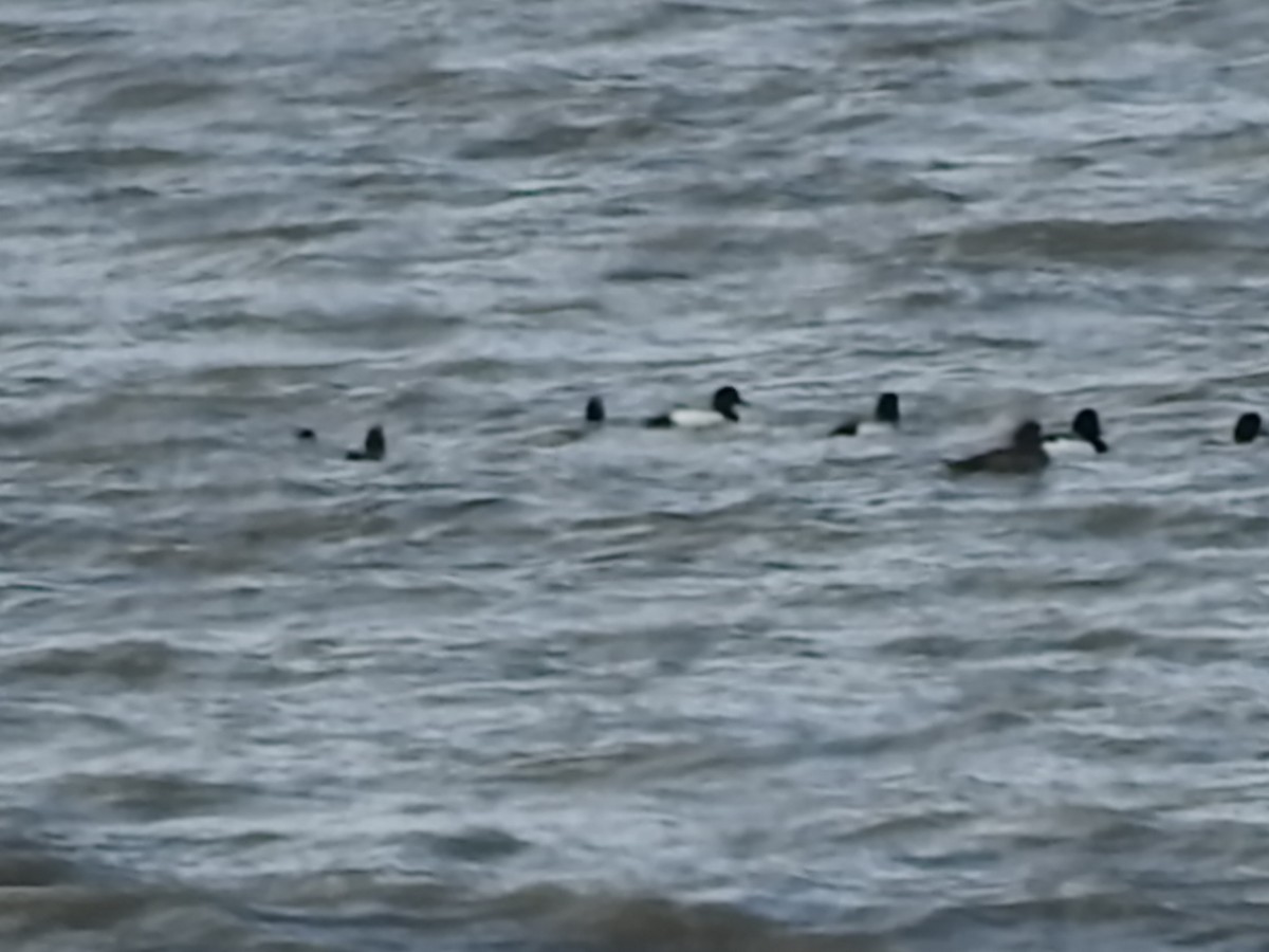 Greater Scaup - ML146797941