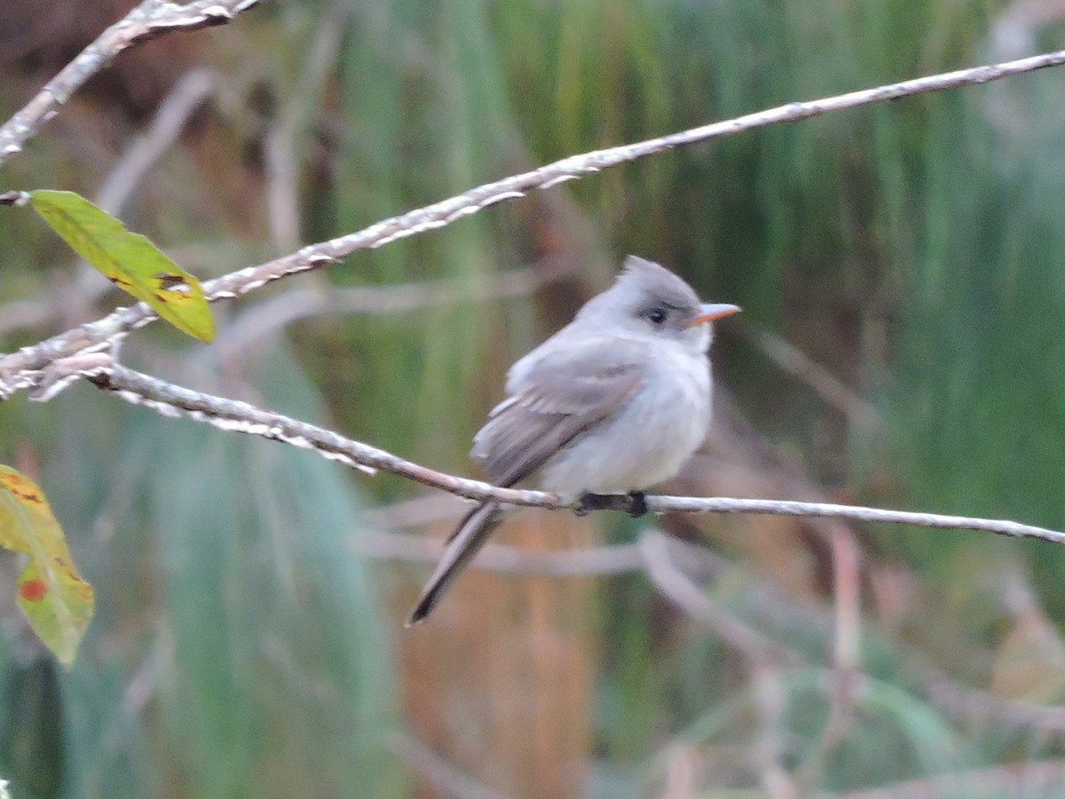 Greater Pewee - ML146798511