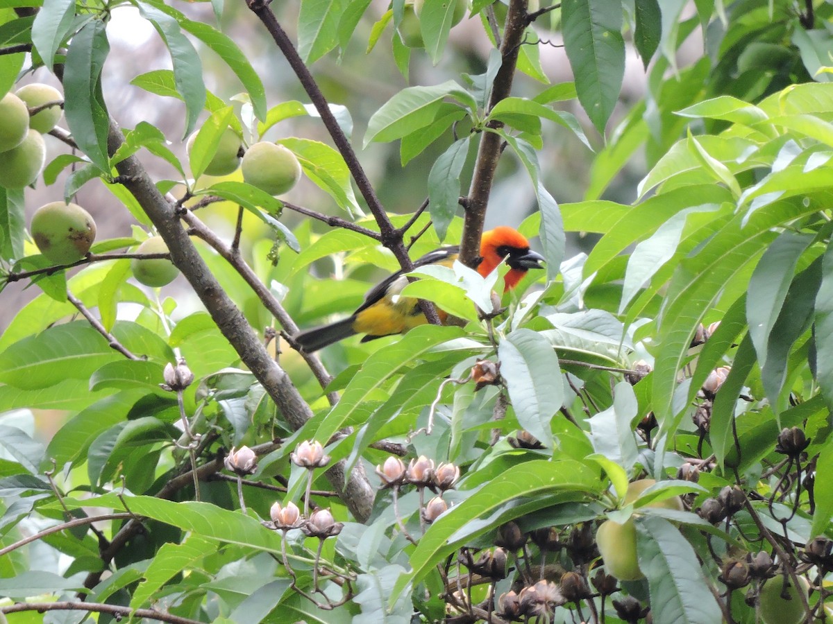 White-winged Tanager - pierre geoffray