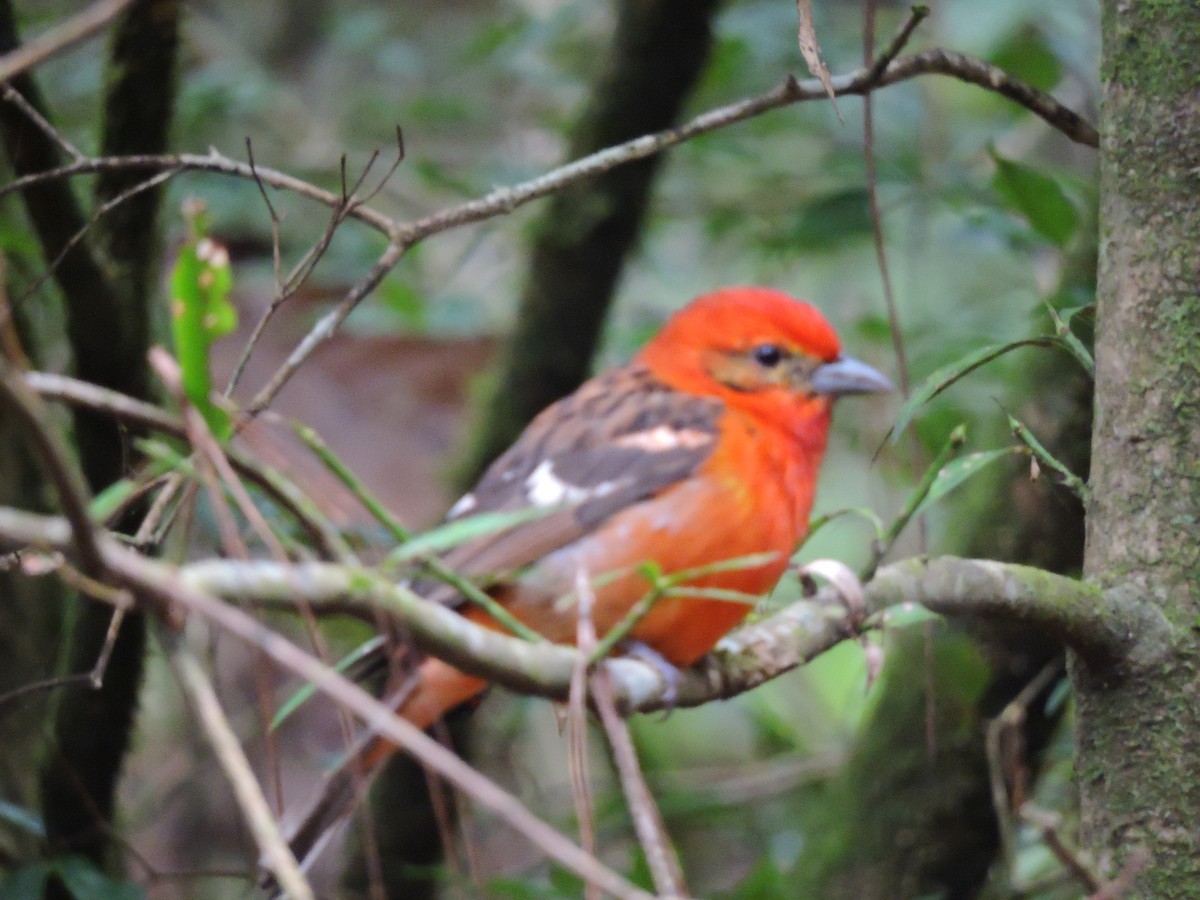 Flame-colored Tanager - pierre geoffray