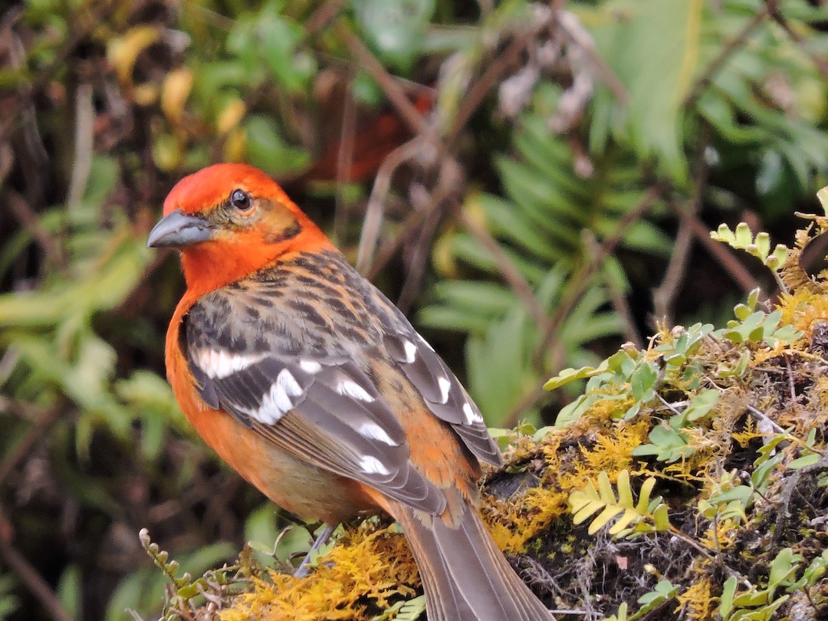 Flame-colored Tanager - pierre geoffray