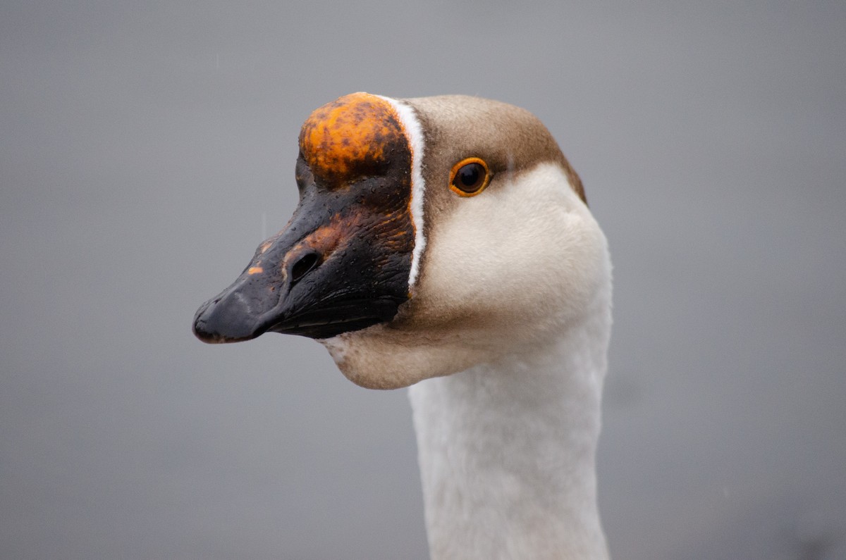 Swan Goose (Domestic type) - ML146799691